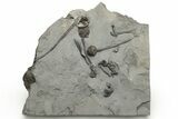 Plate of Silurian Cystoid (Caryocrinites) Fossils - New York #232153-2